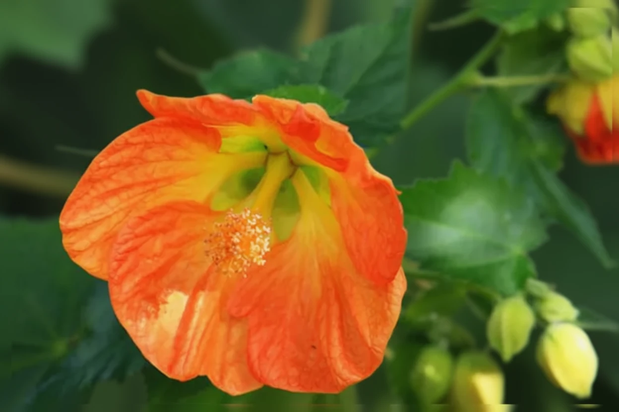 Абутилон Віктор Рейтер / Abutilon Victor Reiter