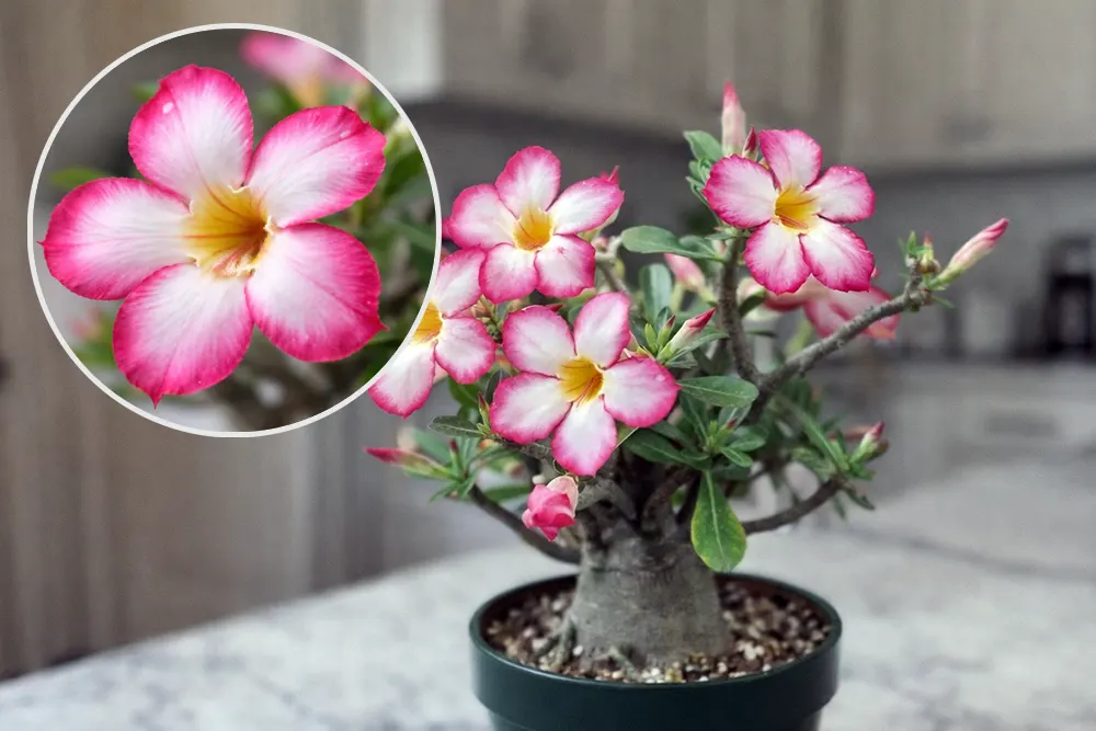 Аденіум Десерт Роуз / Adenium Desert Rose