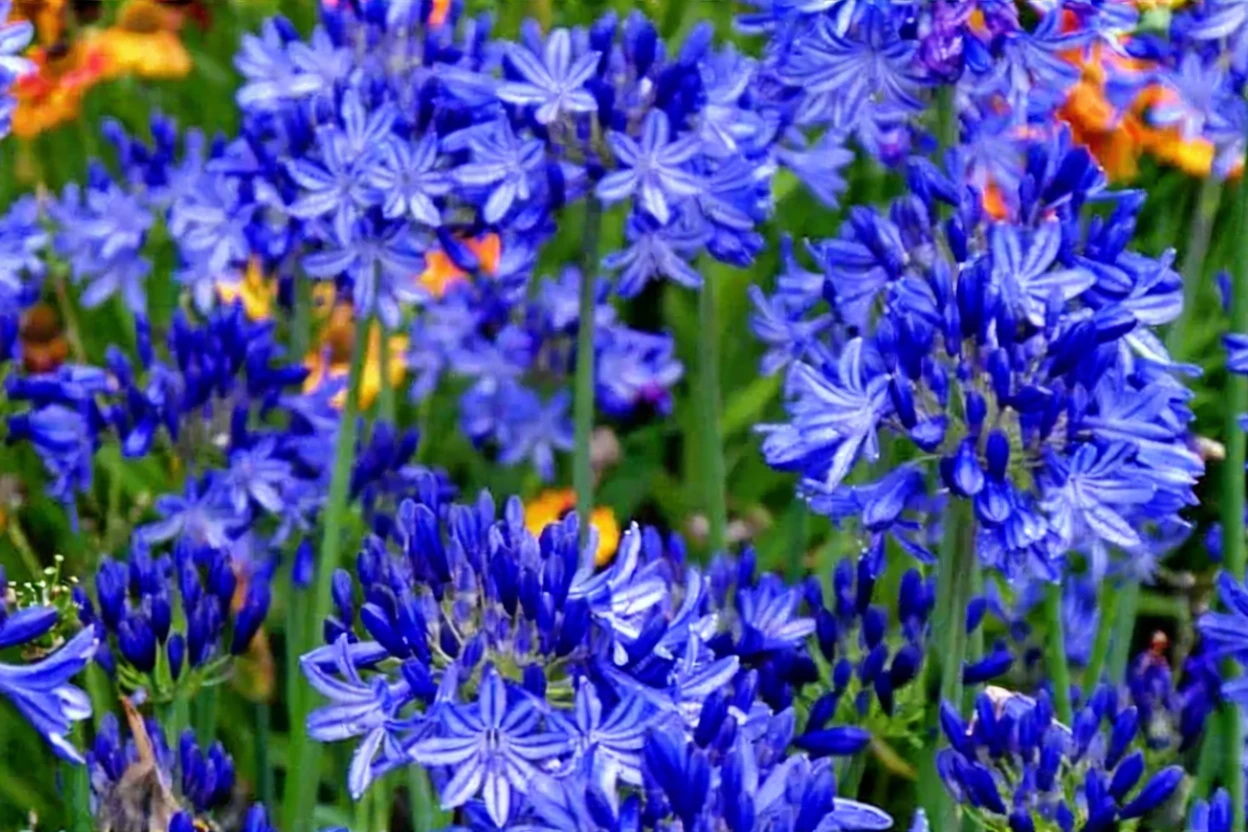Агапантус Нортерн Стар / Agapanthus Northern Star