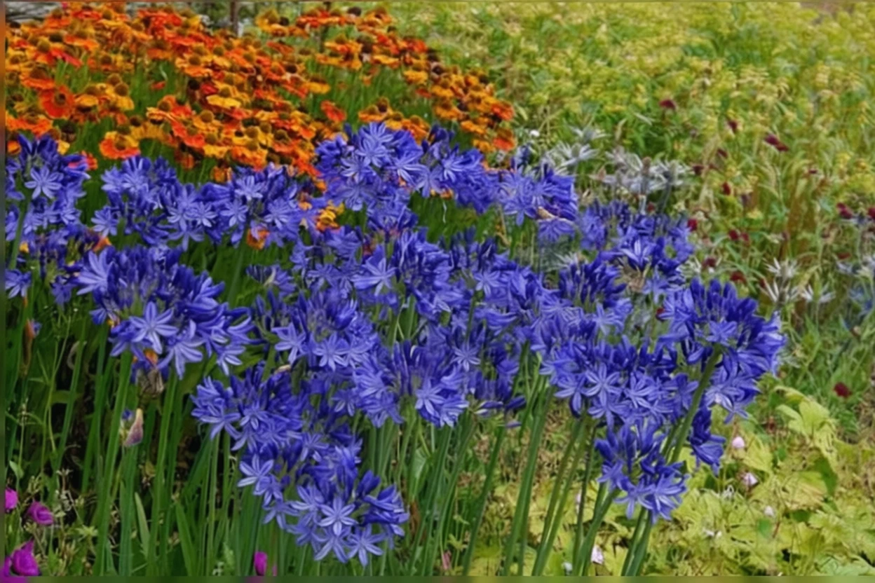 Агапантус Нортерн Стар