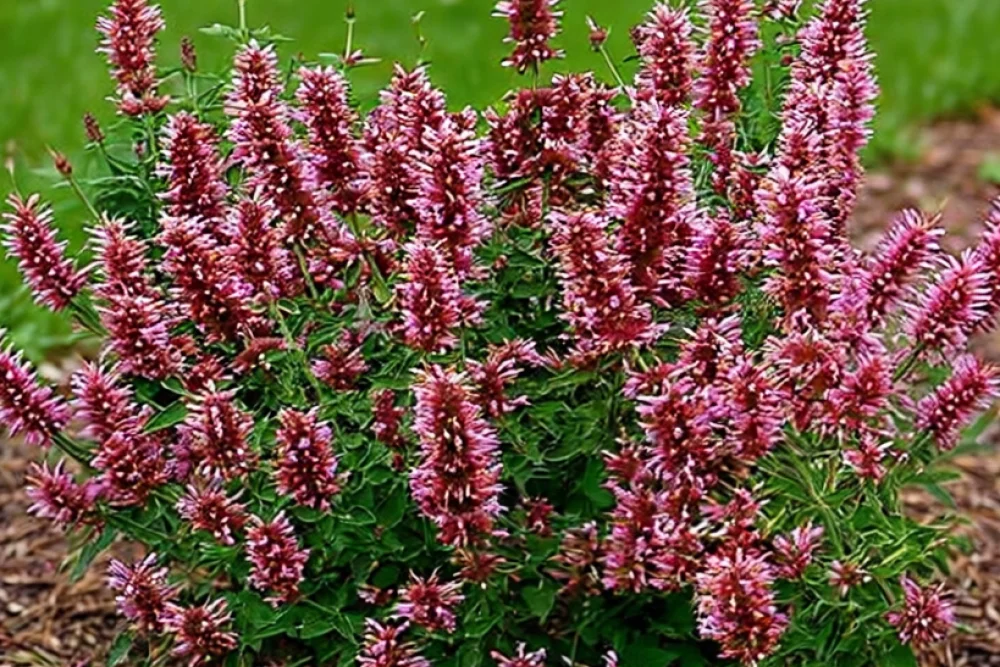 Агастахе Покіто Лавендер / Agastache Poquito Lavender