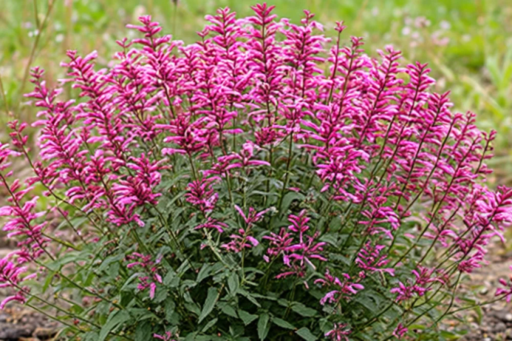 Агастахе Розі Позі / Agastache Rosie Posie