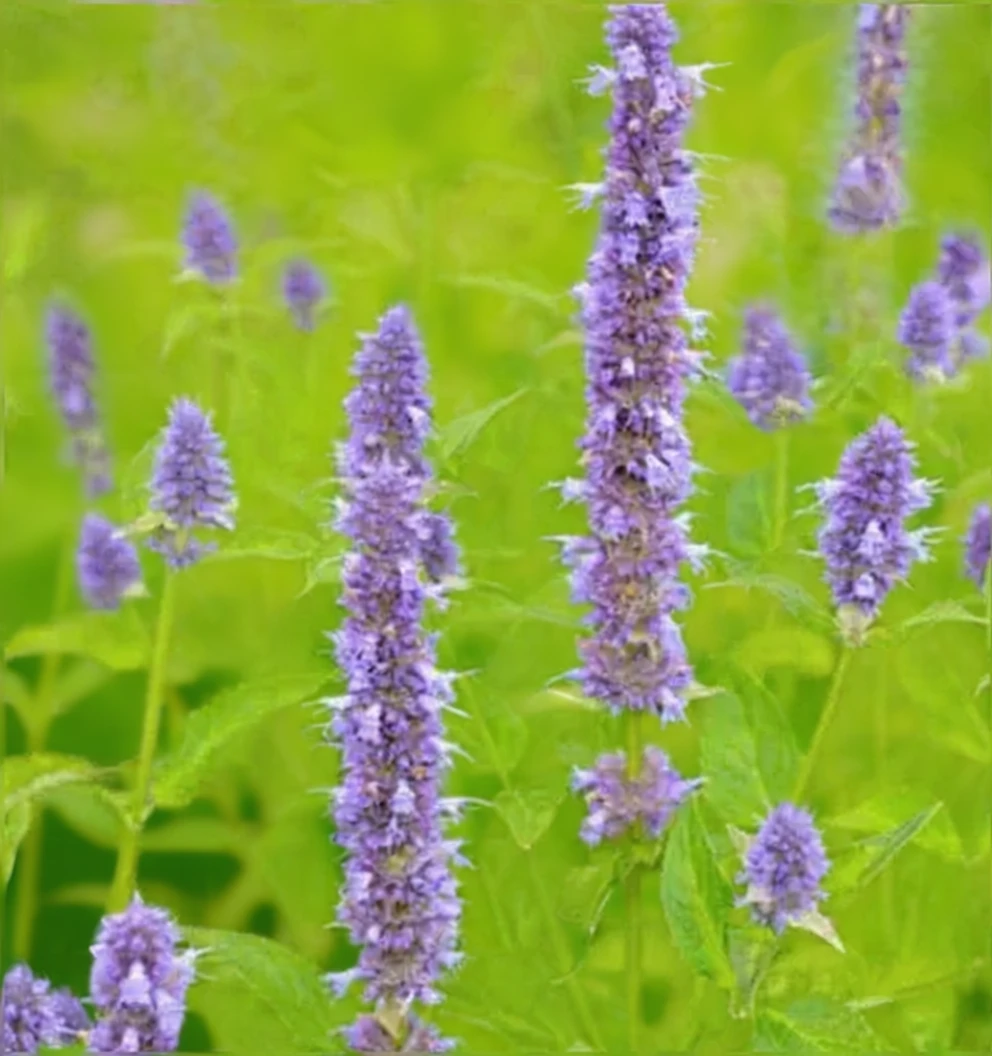 Агастахіс Блу Фортун / Agastache Blue Fortune