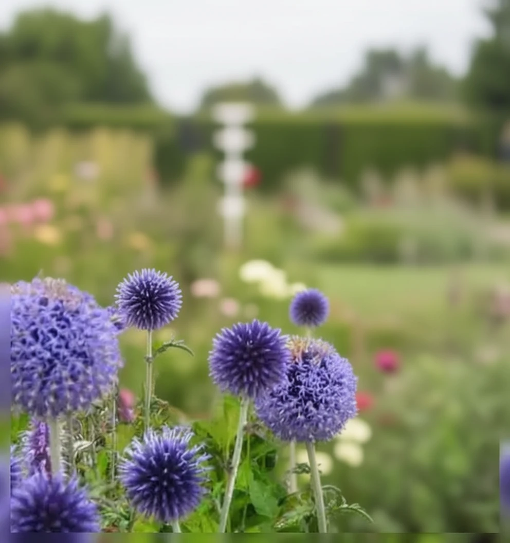 Агастахіс Блу Фортун