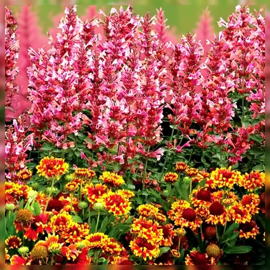 Агастахіс Кудос Амброзія