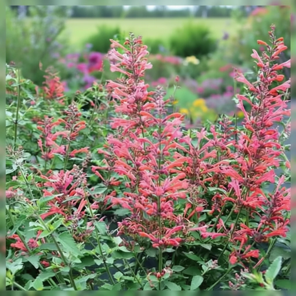 Агастахіс Кудос Корал