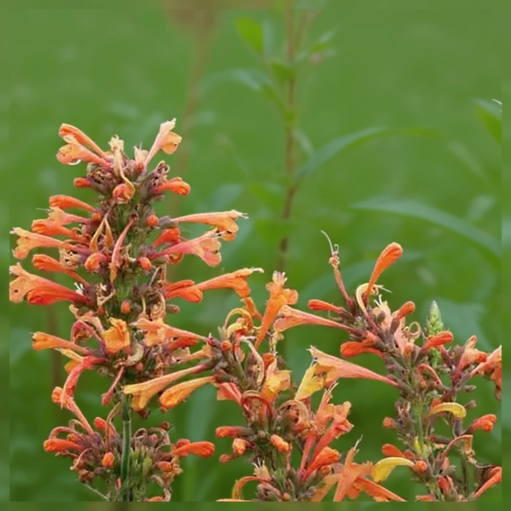 Агастахіс Саммер Сансет / Agastache Summer Sunset
