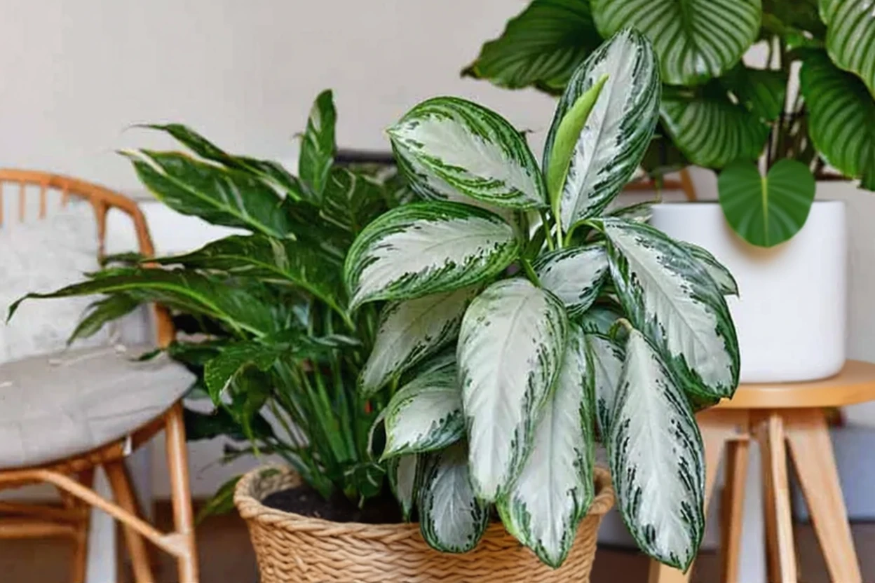 Аглаонема Сільвер Бей