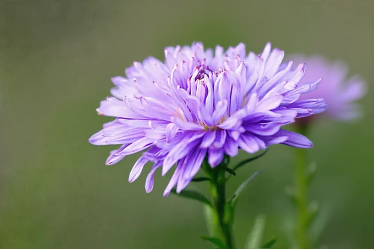 Айстра Ада Баллард / Aster novi-belgii Ada Ballard