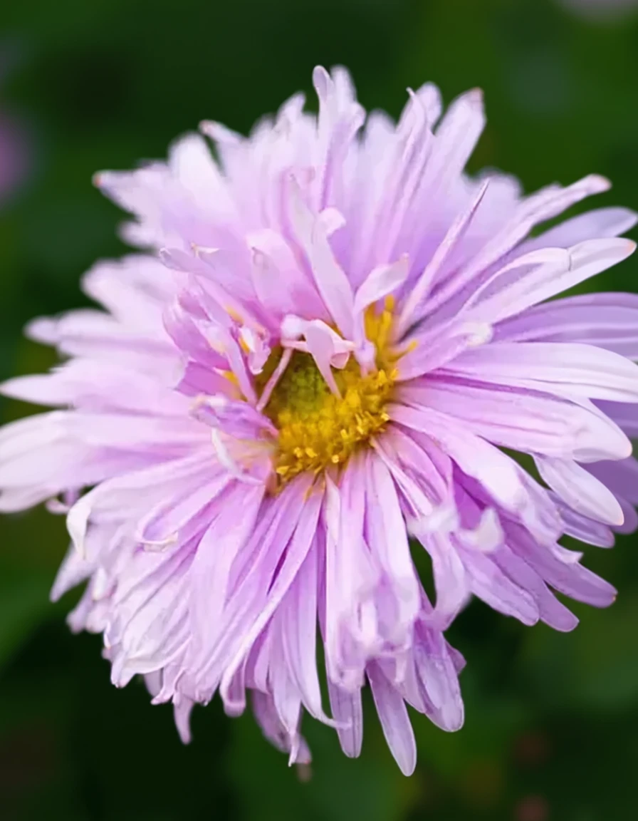 Айстра Феллоушіп / Aster novi-belgii Fellowship