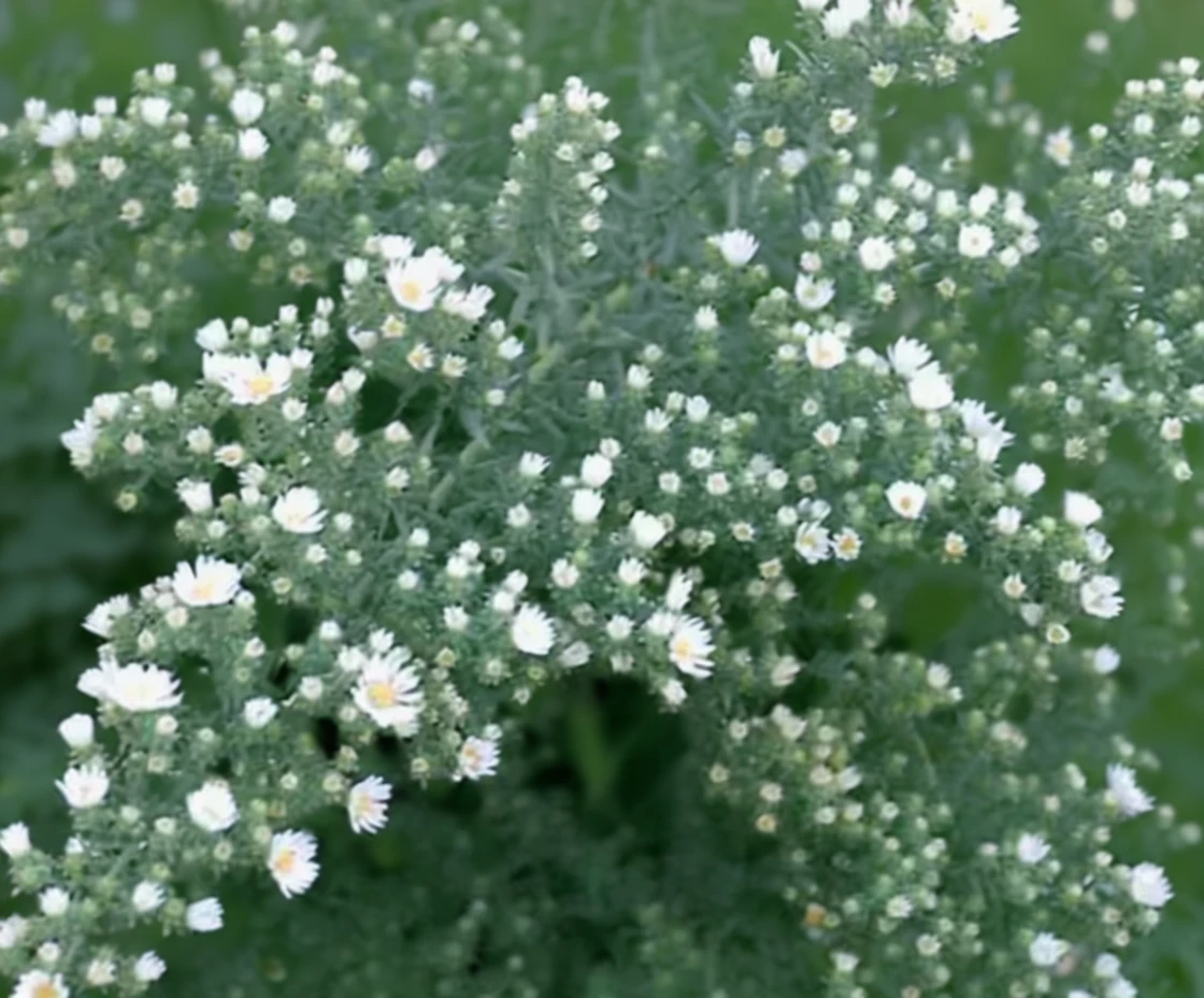 Айстра Ферст Сноу / Aster ericoides First Snow