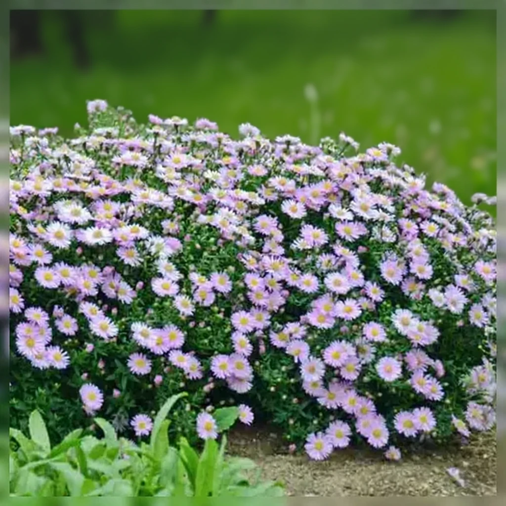 Айстра КІККІН Пінк Шіффон