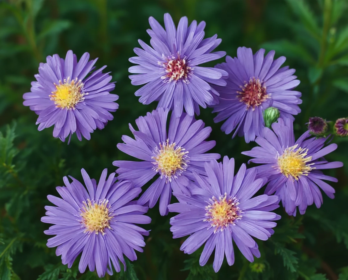 Айстра кущова Сапфір / Aster dumosus Sapphire