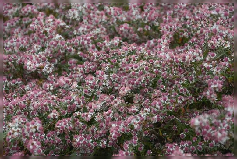 Айстра Леді ін Блек