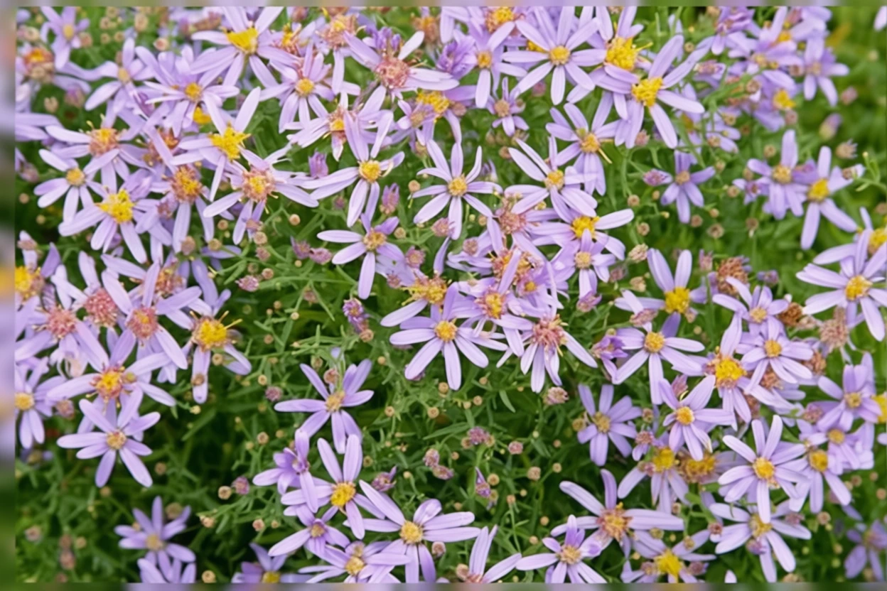 Айстра Нанус / Aster sedifolius Nanus