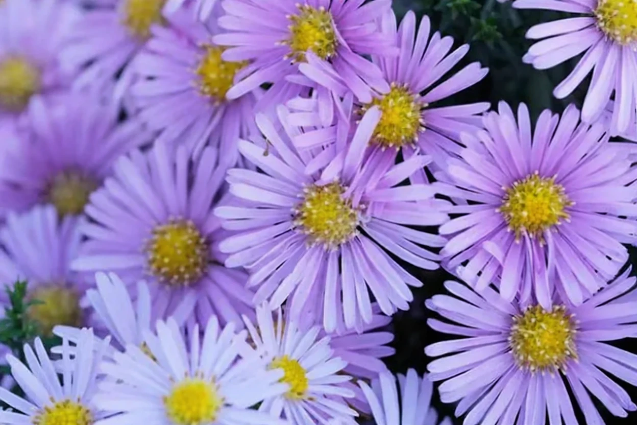 Айстра новобельгійська / Aster novi-belgii