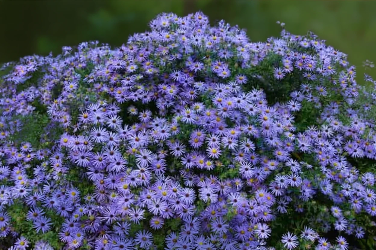 Айстра Октобер Скайз