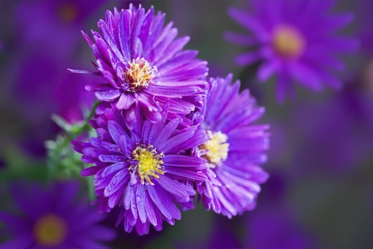 Айстра Пурпл Доум / Aster novae-angliae Purple Dome