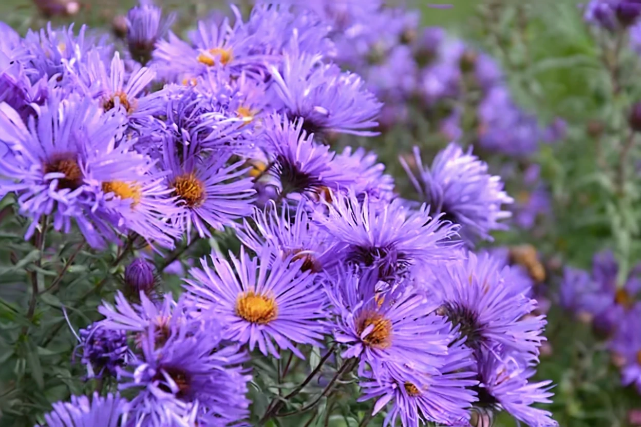 Айстра Пурпл Клауд / Aster novae-angliae Purple Cloud