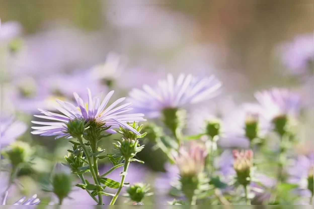 Айстра Рейдонс Феворіт / Symphyotrichum oblongifolium Raydon’s Favorite