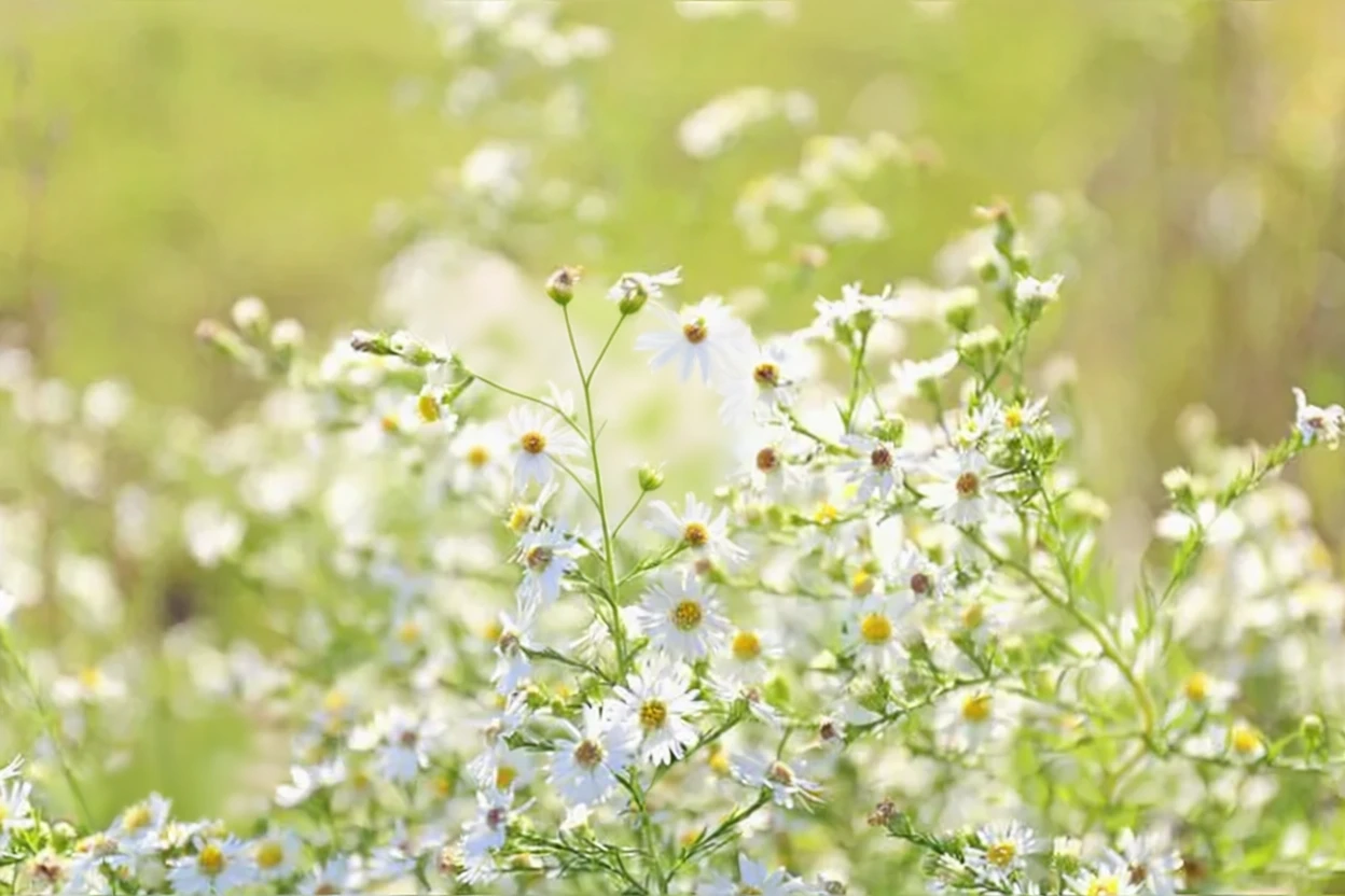 Айстра верескова / Aster ericoides