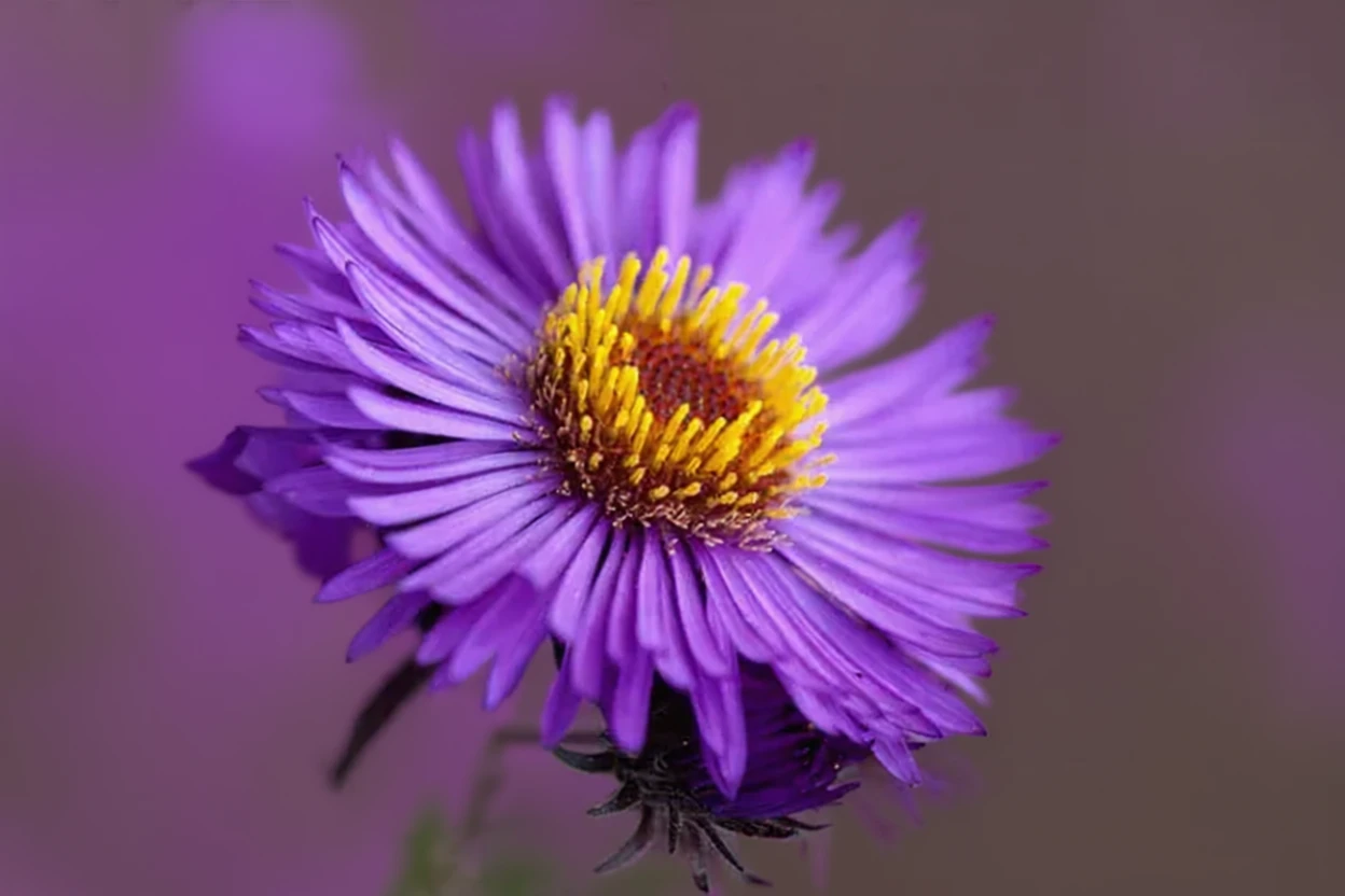 Айстра Віолетта / Aster novae-angliae Violetta