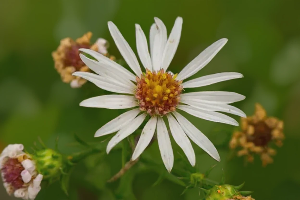 Айстра волохата / Symphyotrichum pilosum