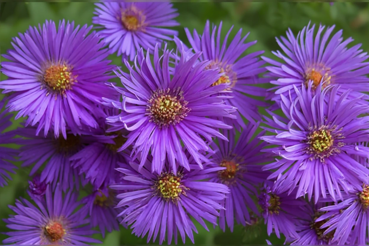 Айстра Вудс Пурпл / Aster Wood’s Purple