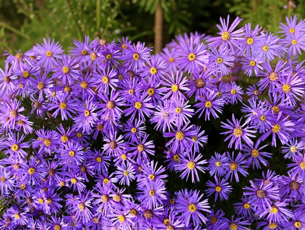 Айстра Юнгфрау / Aster x frikartii Jungfrau