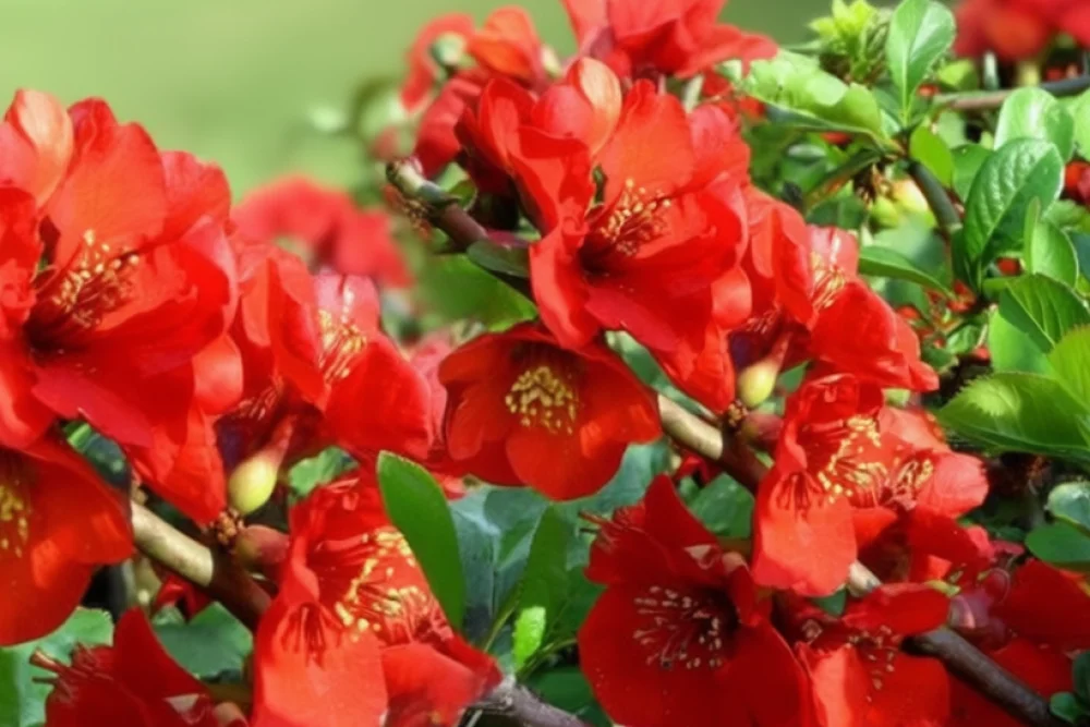 Айва прекрасна Ніколін / Chaenomeles x superba Nicoline