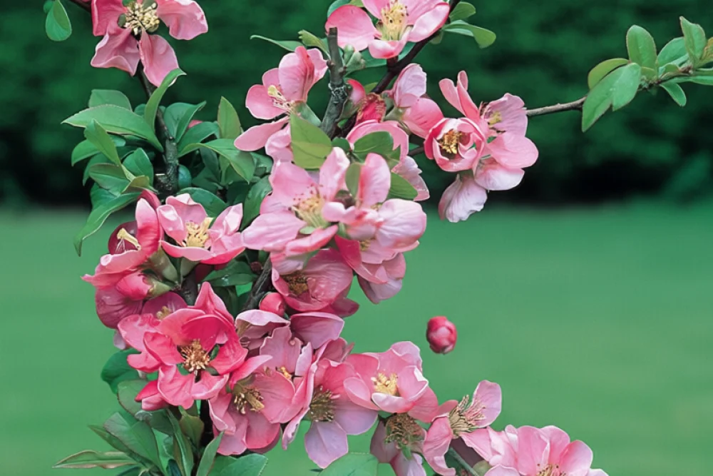 Айва прекрасна Пінк Леді / Chaenomeles x superba Pink Lady