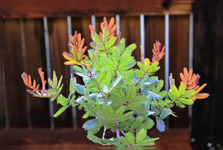 Акація Бейлі Пурпуреа