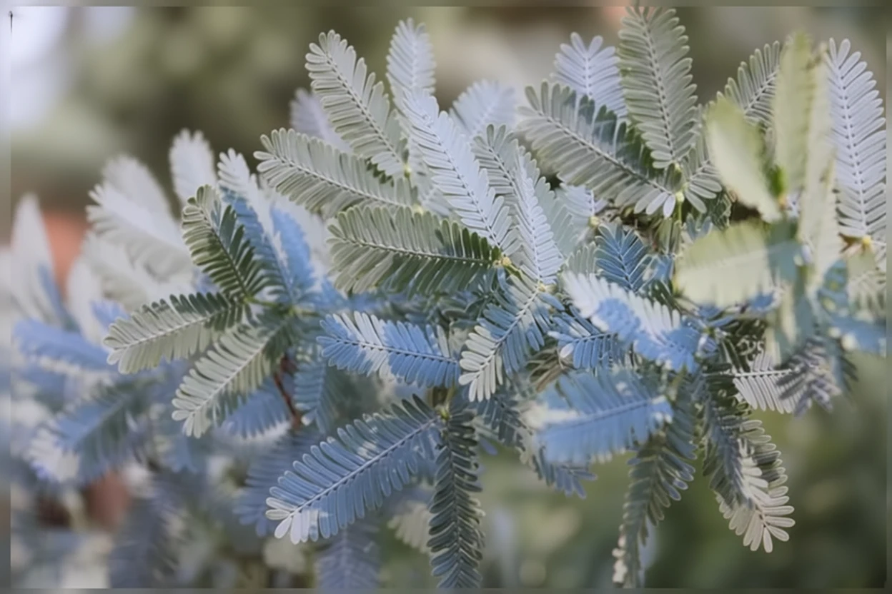 Акація Бейлі Пурпуреа