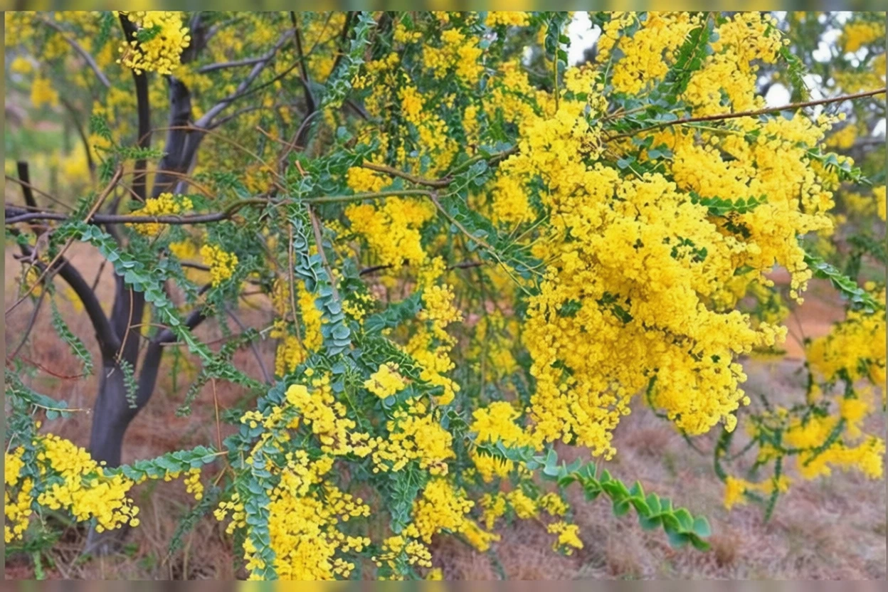 Акація культріформіс / Acacia cultriformis