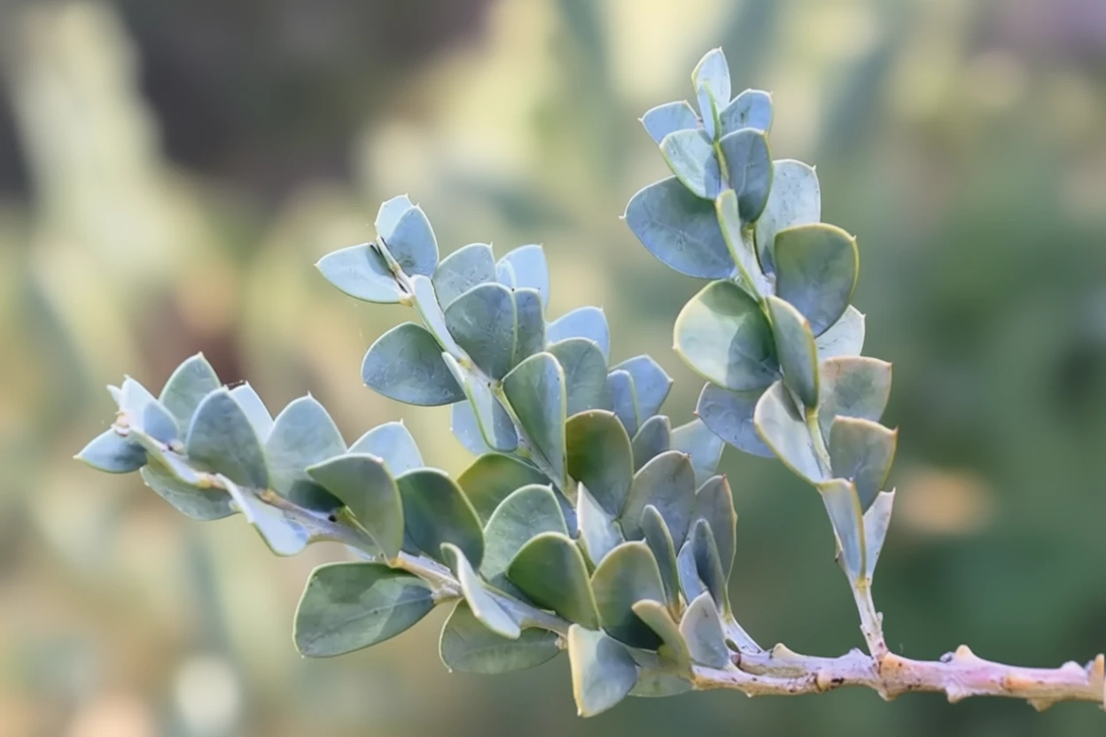 Акація культріформіс