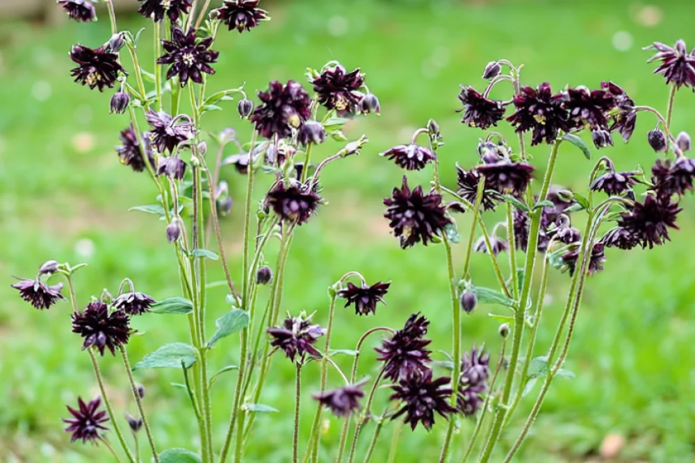 Аквілегія Чоколейт Солджер / Aquilegia viridiflora Chocolate Soldier