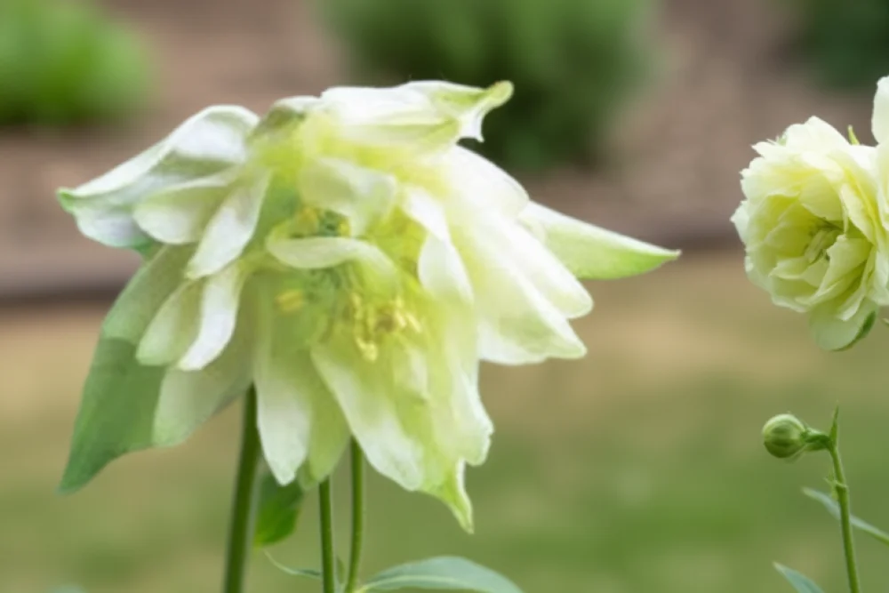 Аквілегія Грін Епплс / Aquilegia vulgaris Green Apples