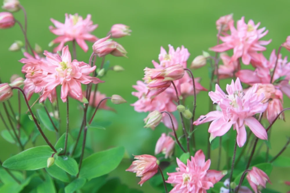Аквілегія Клементін Роуз / Aquilegia vulgaris Clementine Rose