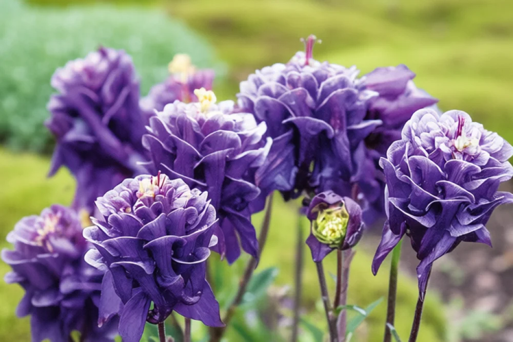 Аквілегія Вінкі Дабл Дарк-Блю-Вайт / Aquilegia vulgaris Winky Double Dark-Blue-White