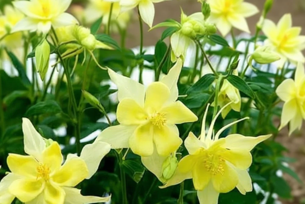 Аквілегія золотиста Єллоу Квін / Aquilegia chrysantha Yellow Queen