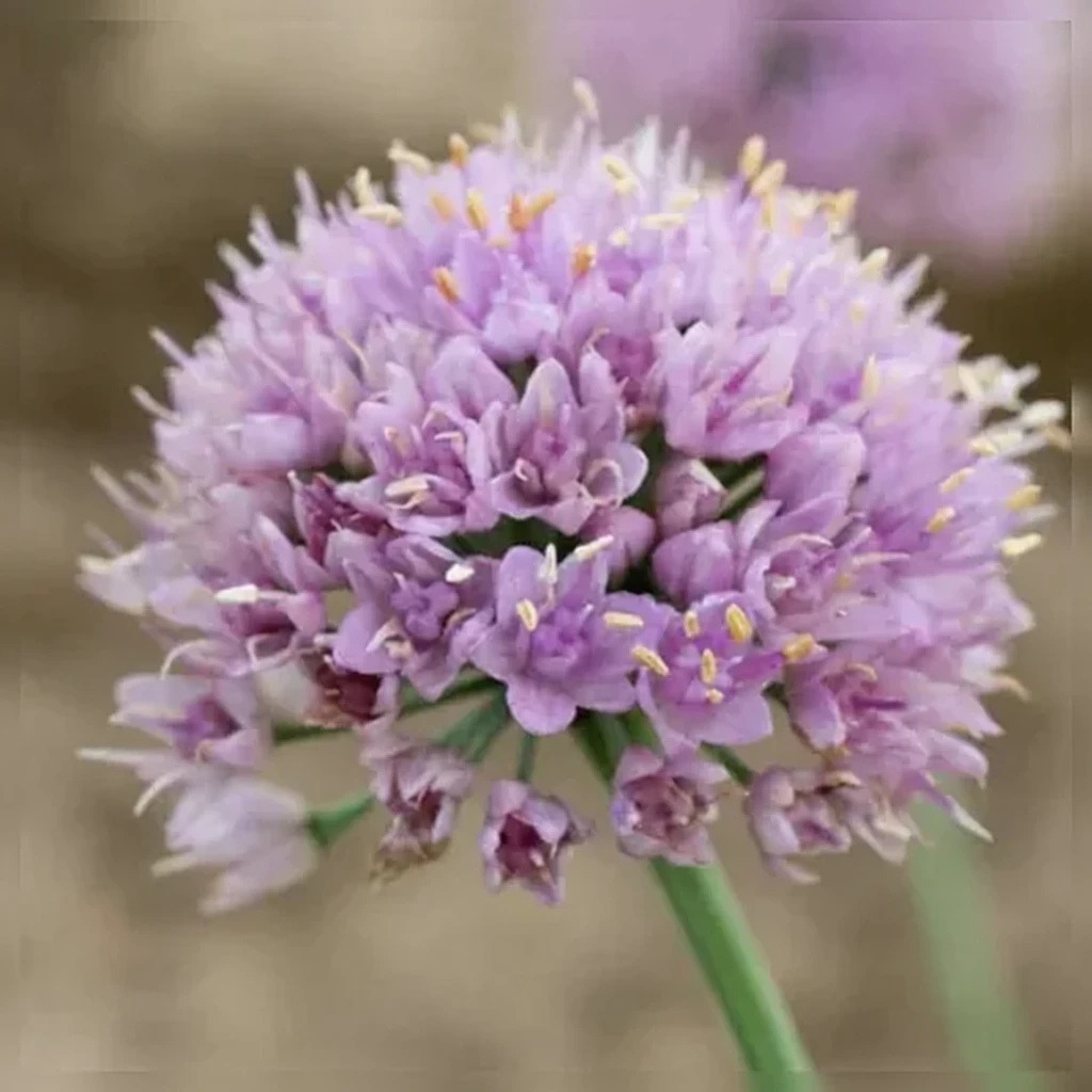 Алліум Блу Едді / Allium senescens Blue Eddy