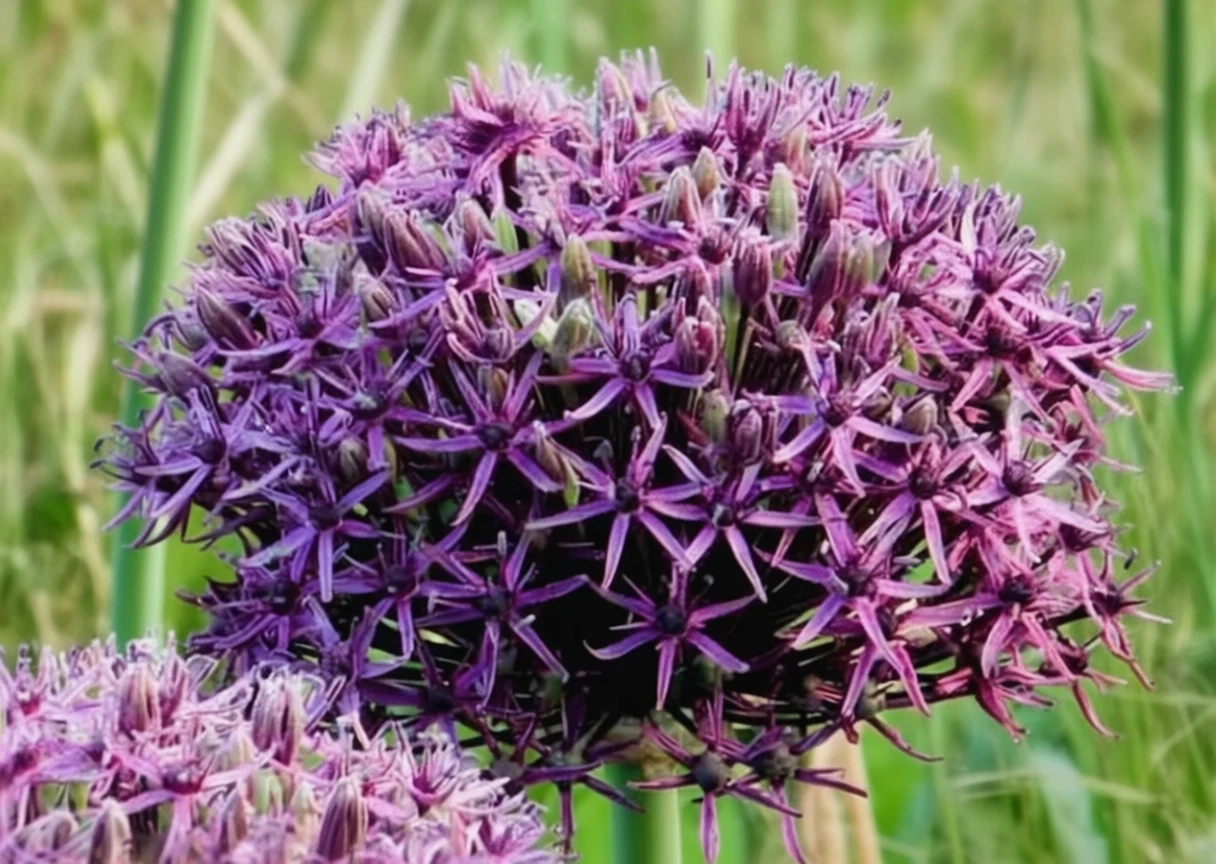 Алліум Фірмамент