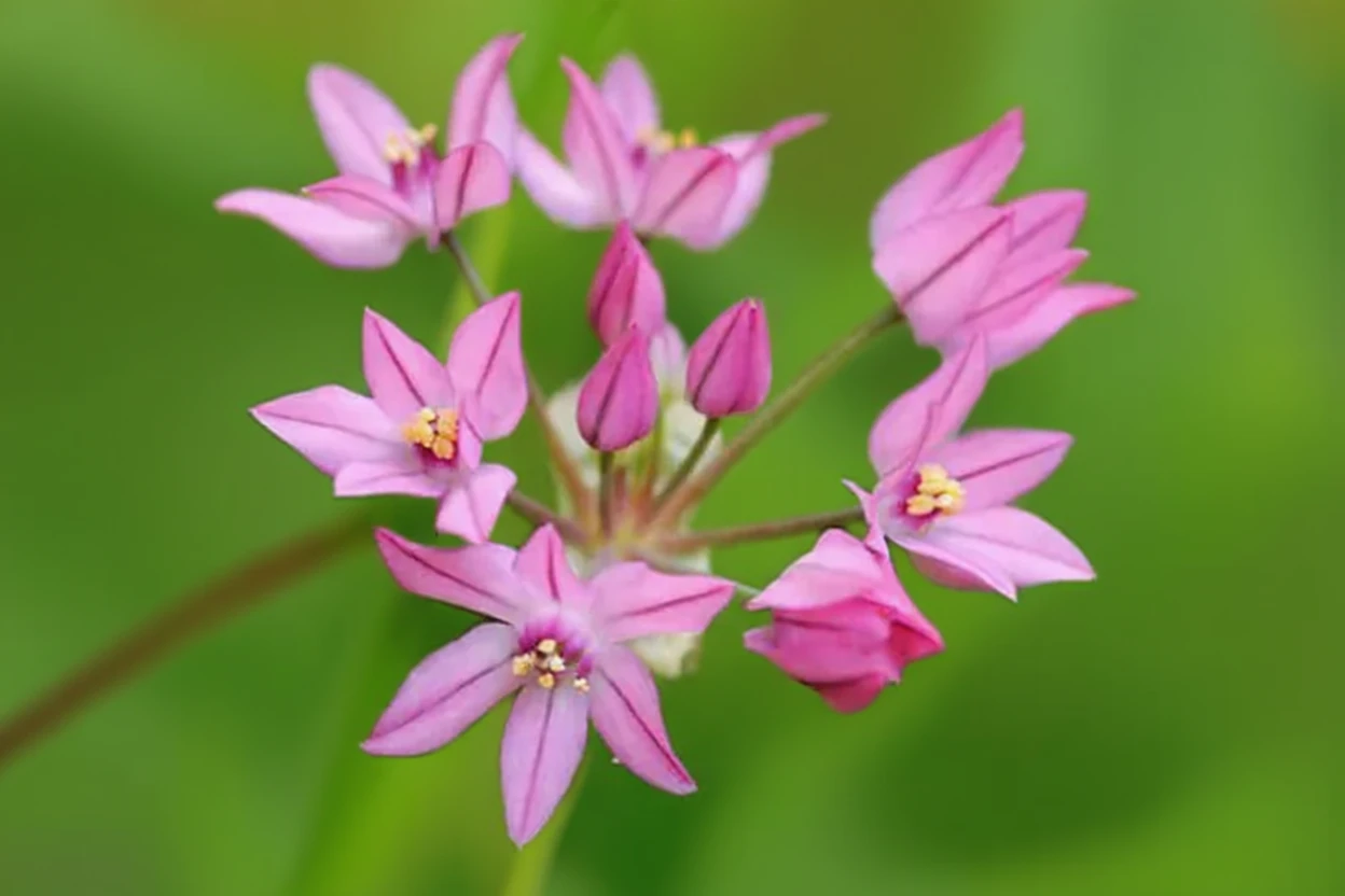 Алліум гірський