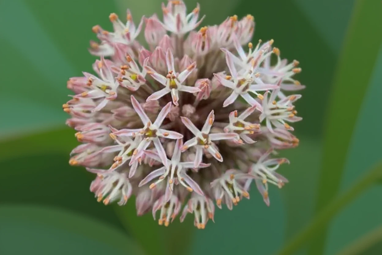 Алліум каратавський