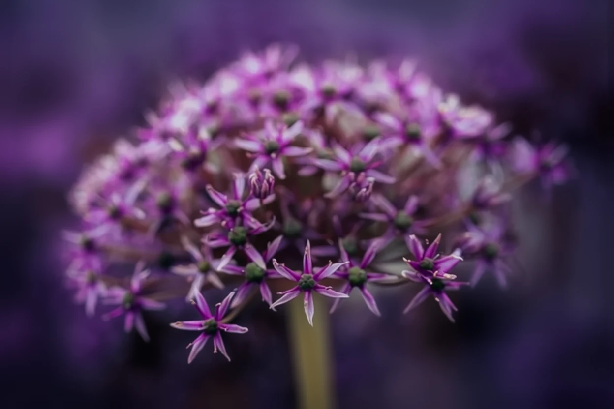 Алліум Маямі / Allium Miami