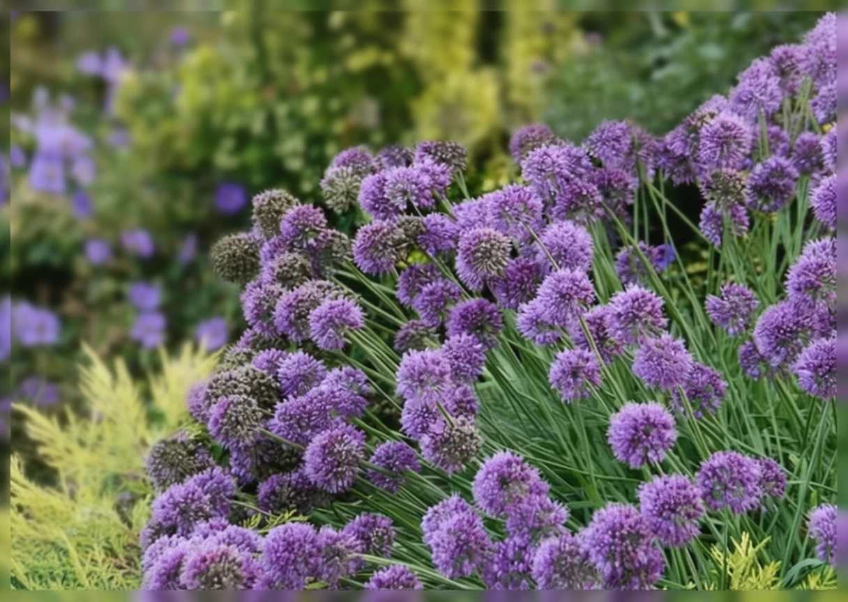 Алліум Медуза / Allium Medusa