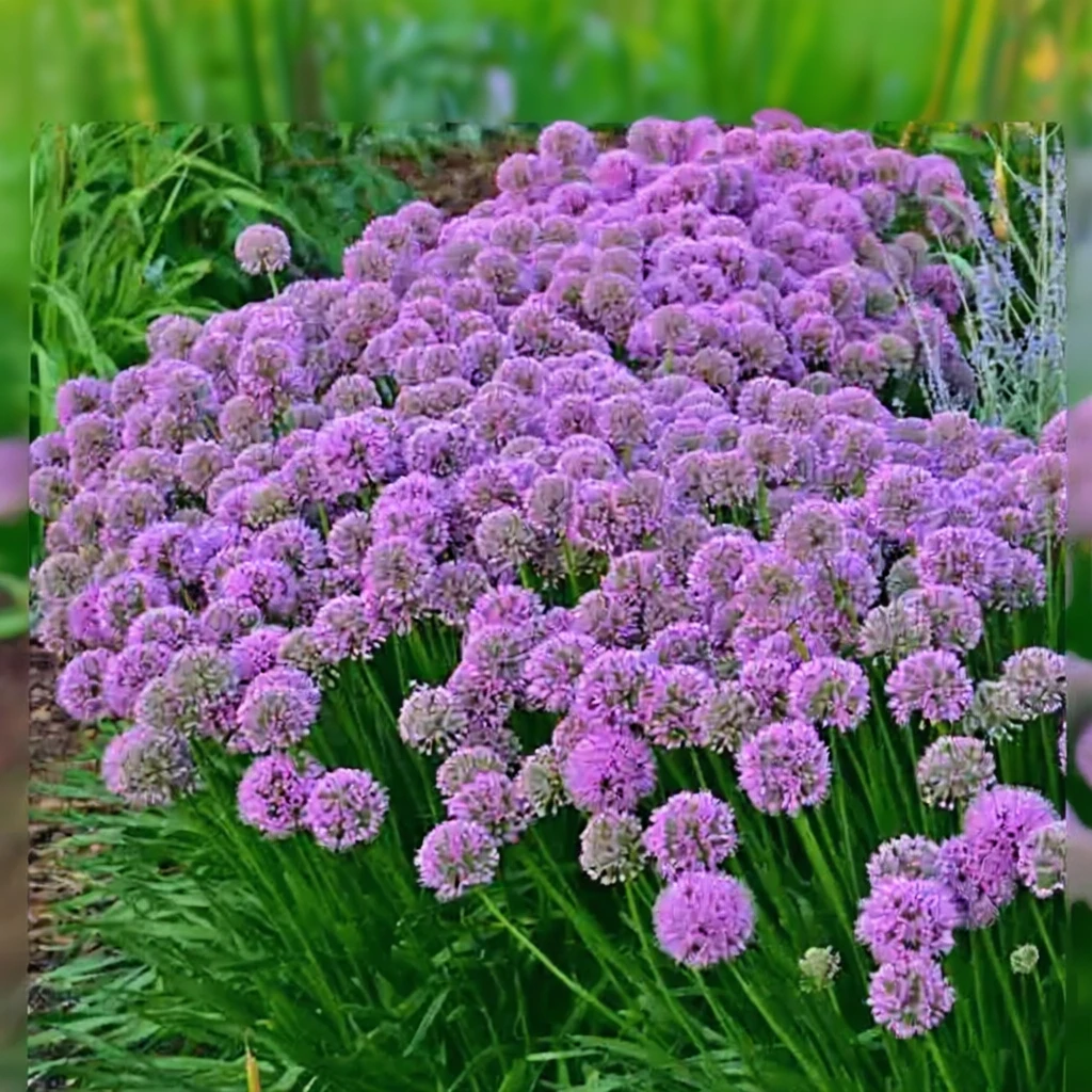 Алліум Мілленіум