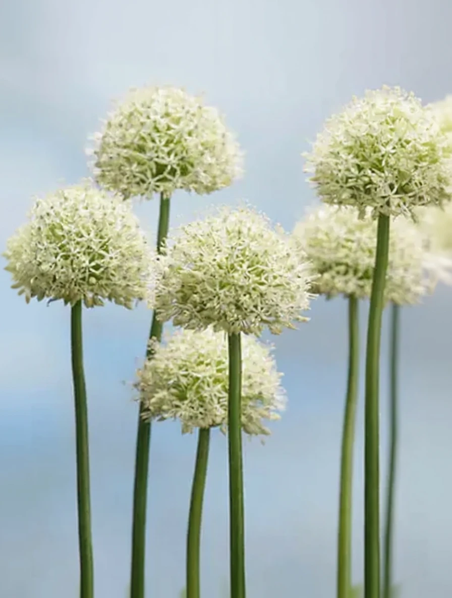 Алліум Монблан