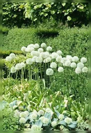 Алліум Монблан