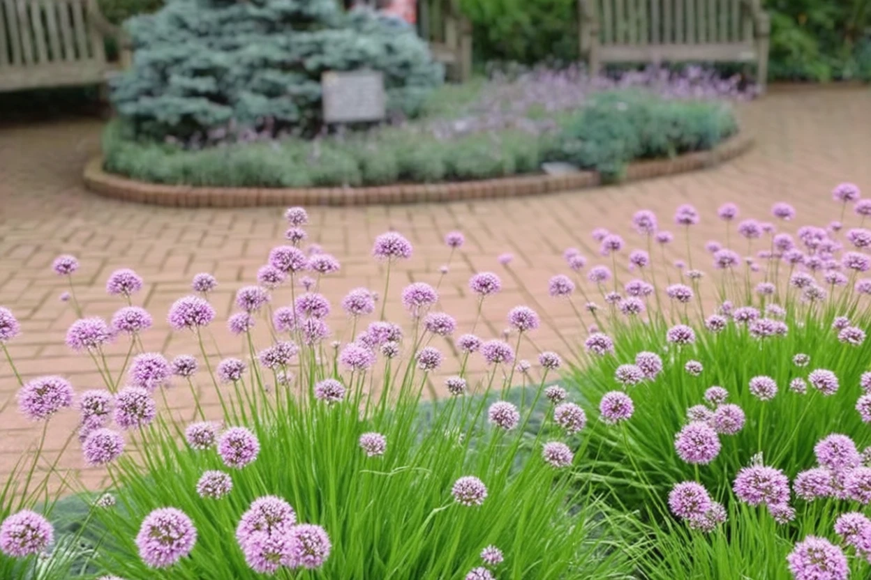 Алліум Пінк Планет